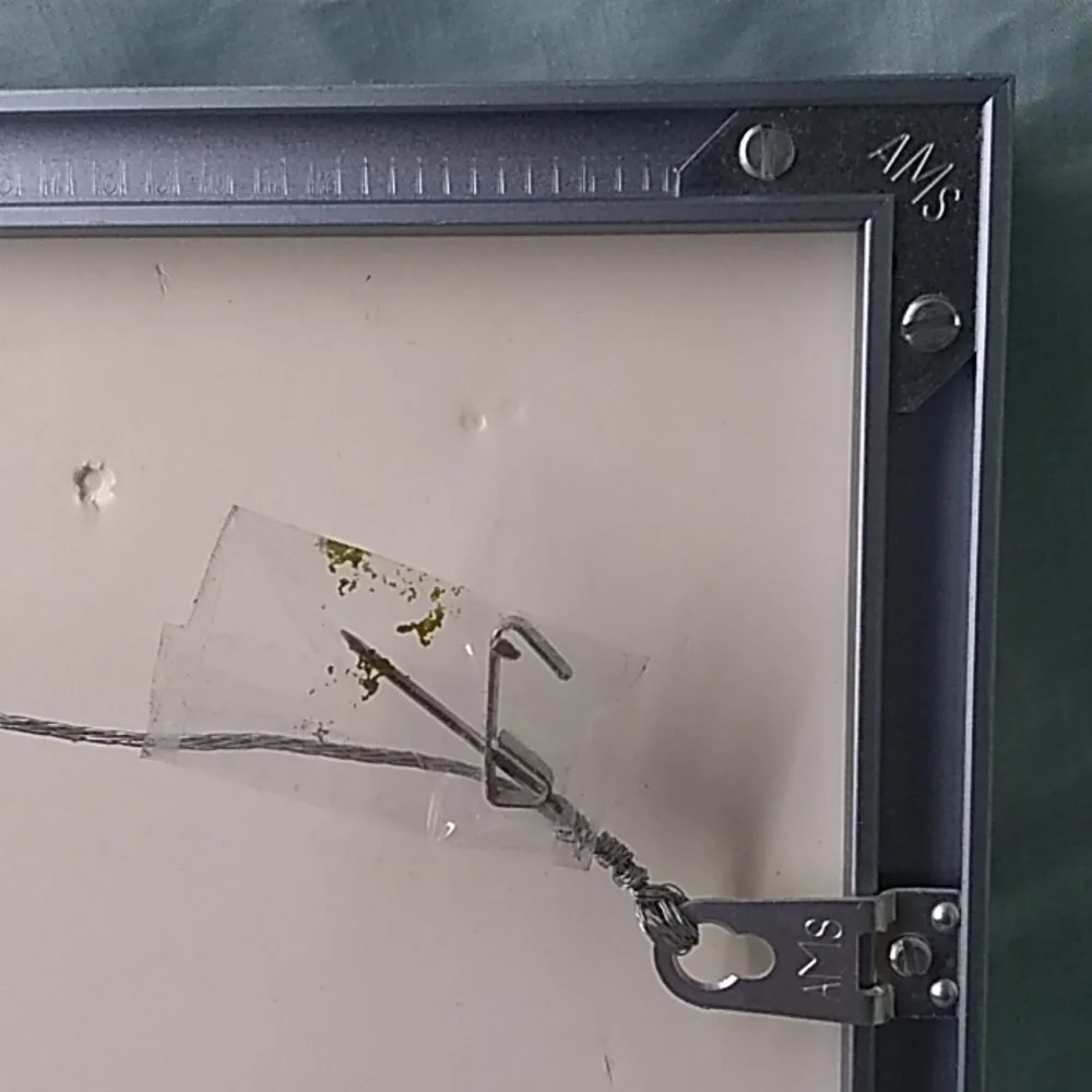 Framed Photo of Steenbok Antelope 